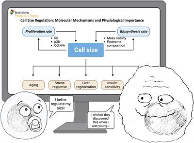 Editorial: Cell size regulation: molecular mechanisms and physiological importance